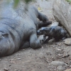 Inocencio, el hipopótamo pigmeo