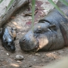 Inocencio, el hipopótamo pigmeo